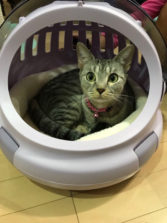 マンチカンのナナちゃん