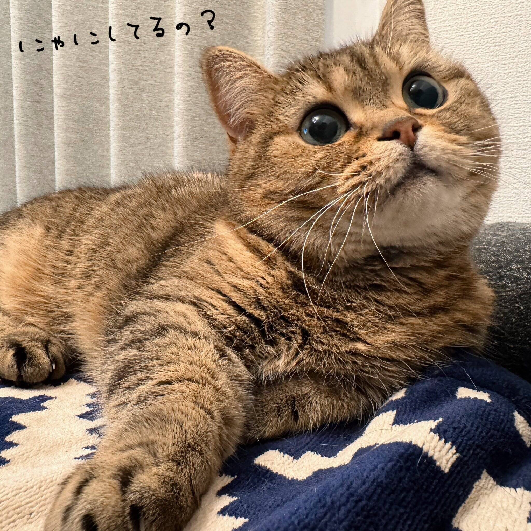 まったりするきなこちゃん