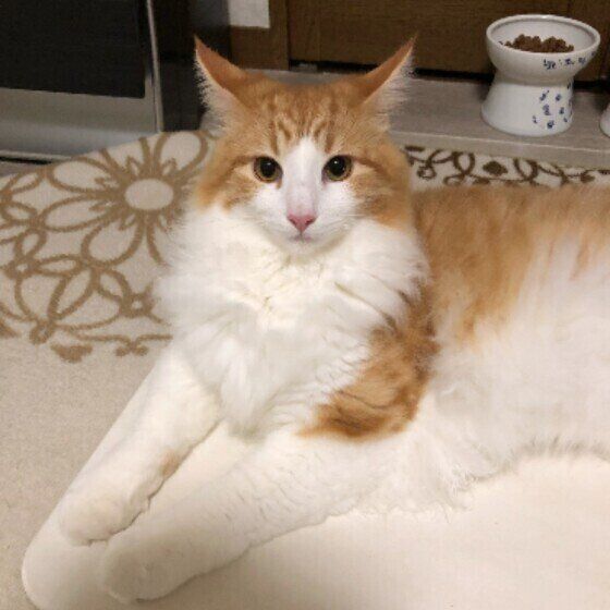 見つめるノルウェージアンフォレストキャット