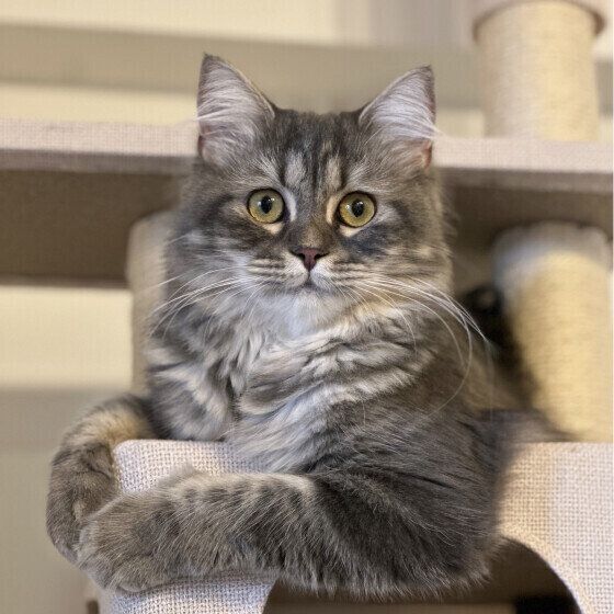 ラガマフィンのLanaちゃん