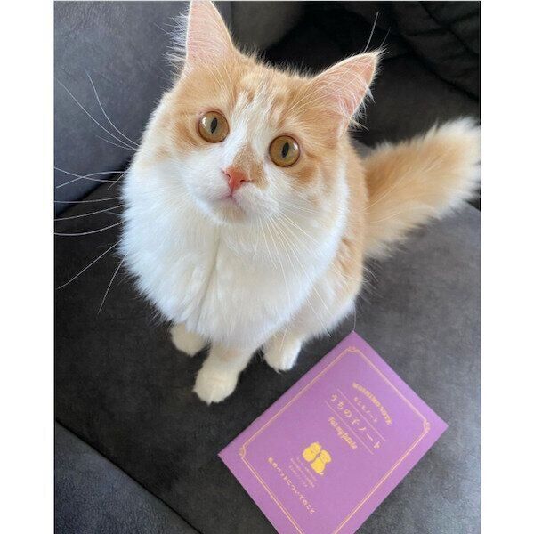 ダイソーの猫グッズ