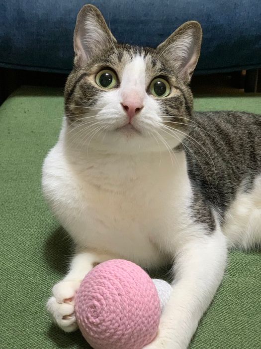 おもちゃで遊ぶ猫