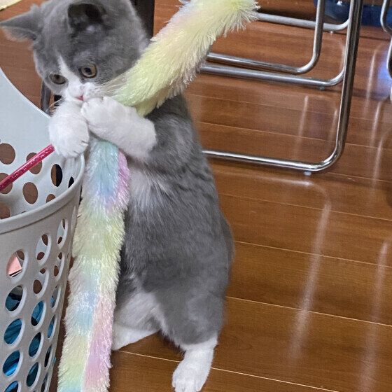 おもちゃで遊ぶブリティッシュショートヘア