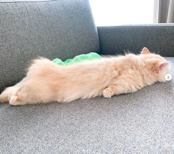 くつろぐモニくん