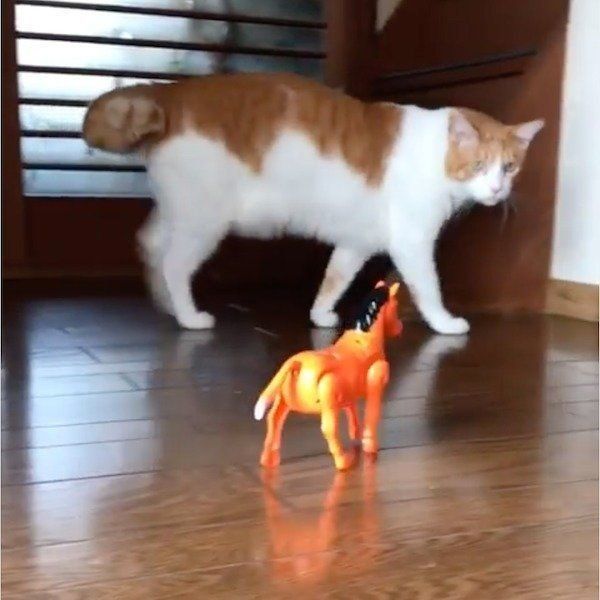 馬のおもちゃをスルーする猫