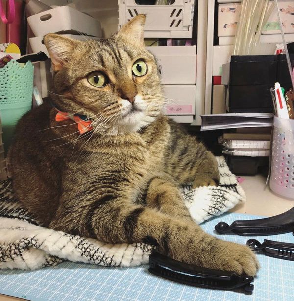 スコティッシュフォールドの琥珀ちゃん