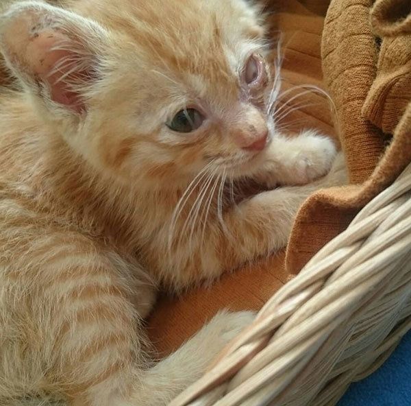 元保護猫・みちるちゃん