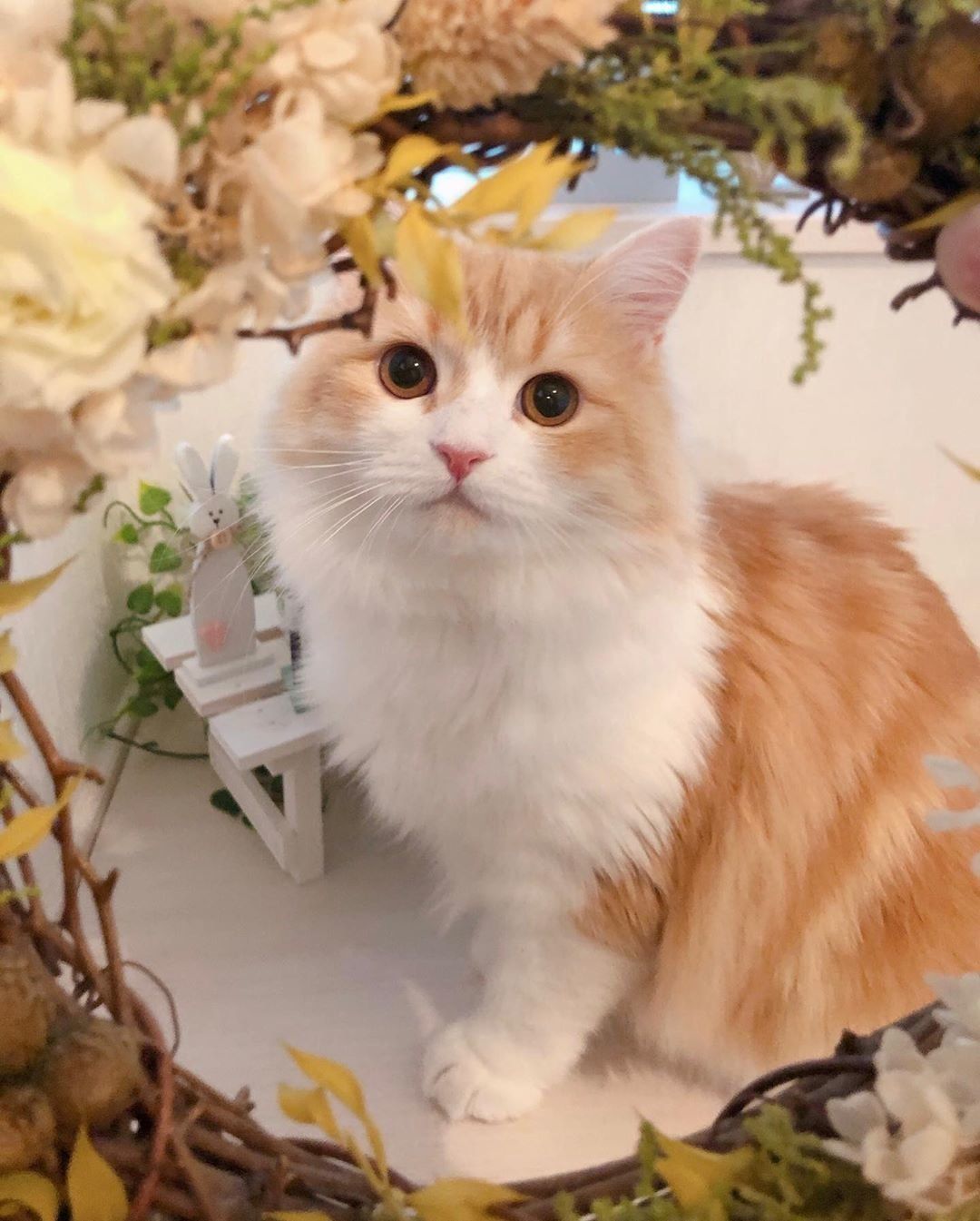 おすまし顔のマールちゃん