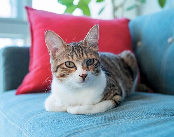 ソファに座る猫