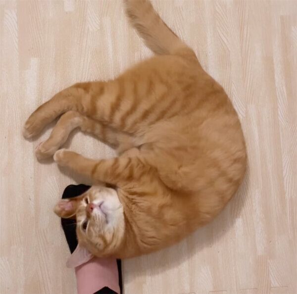 飼い主さんの足にスリスリする琥太郎くん