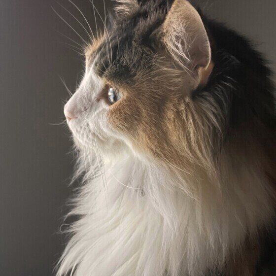 シャルロットちゃん（MIX）