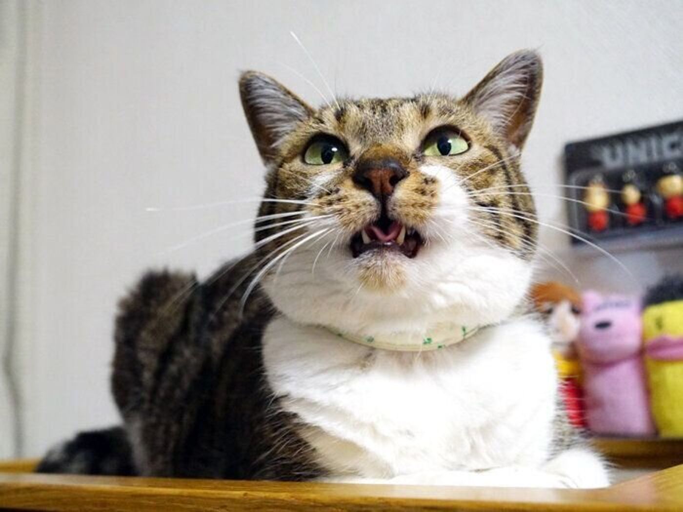 今話題の猫語翻訳アプリを使ってみた 本日もねこ晴れなり Vol 326 ねこのきもちweb Magazine 今話題の猫語翻訳アプリを使ってみた 本日もねこ晴れなり Vol 326 ねこのきもちweb Magazine