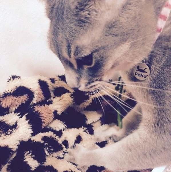 ふみふみ中のレーヌちゃん♪