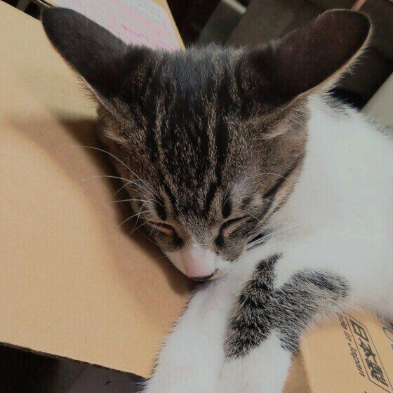 キジトラのチルくん