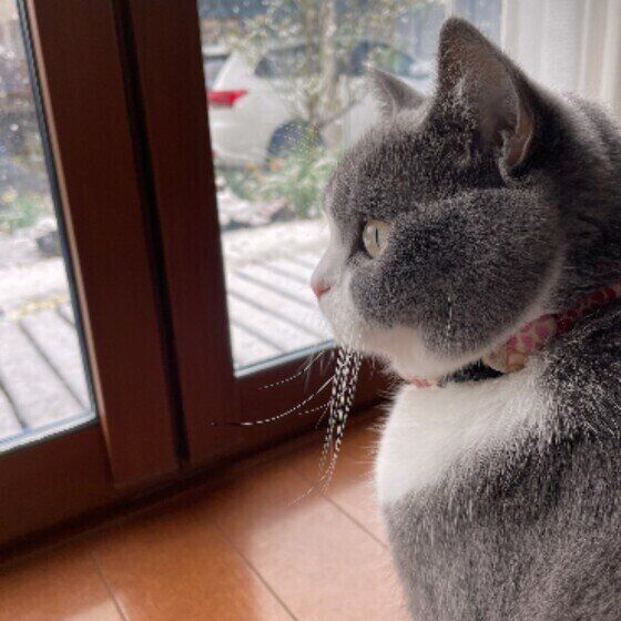 窓の外を見つめるブリティッシュショートヘア