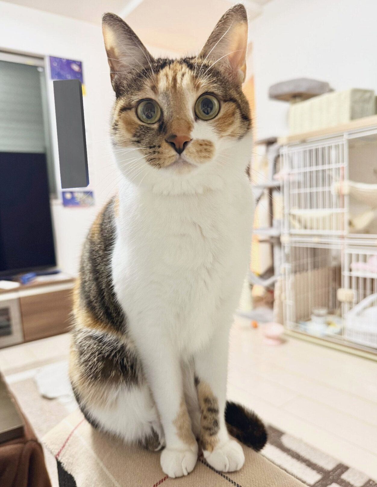 おやつ待ち中のこはくちゃん