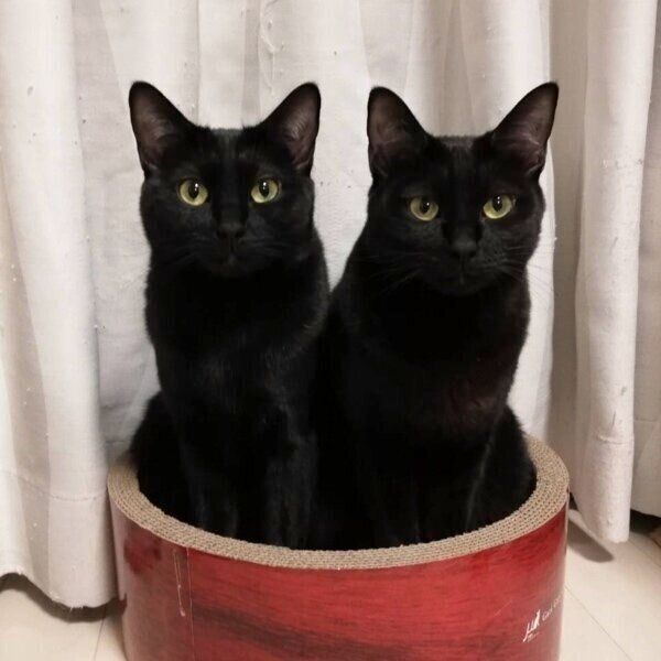 いつも一緒のチックくんとタックくん