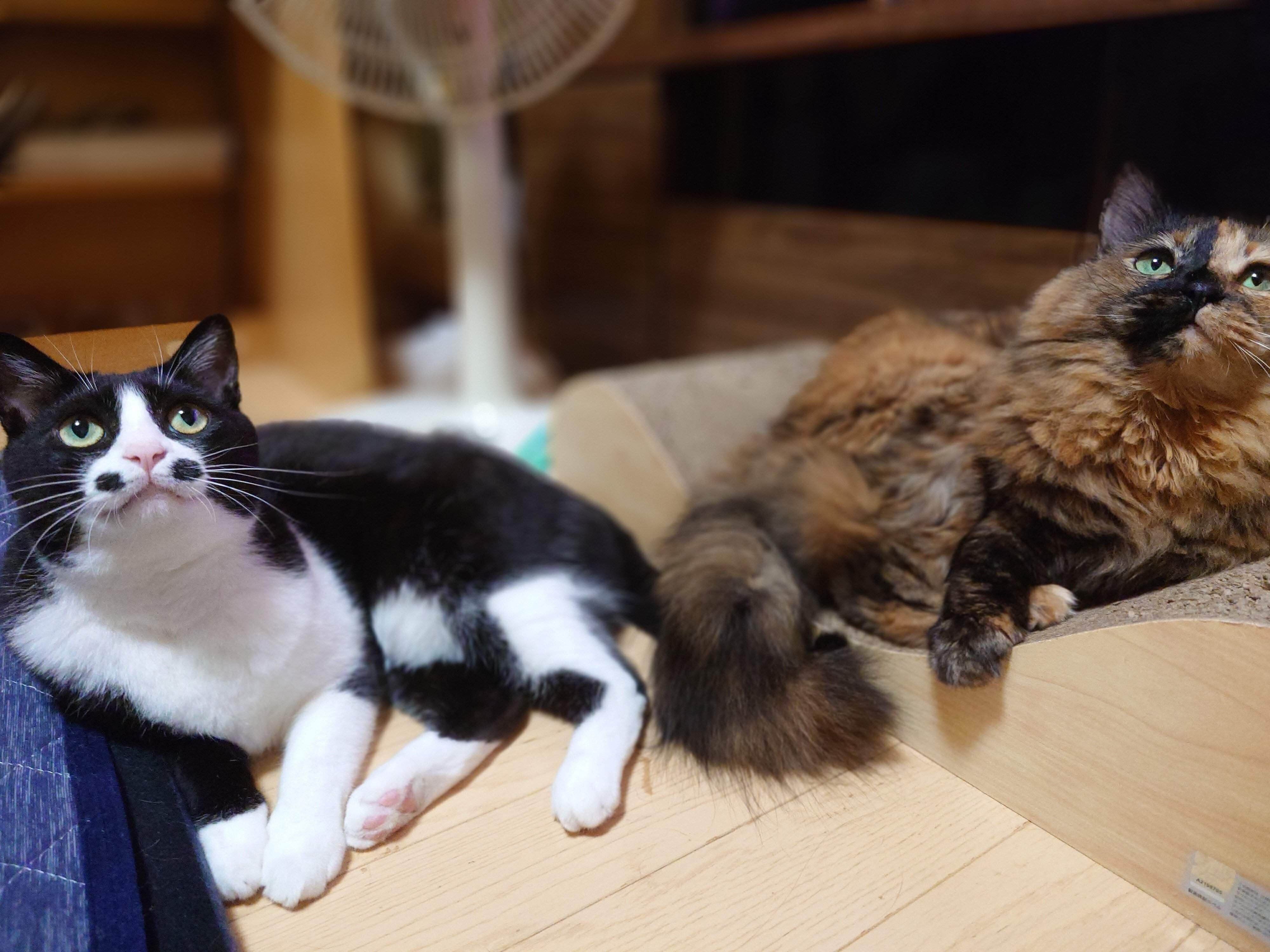 まったりする絆那ちゃん、乙ちゃん