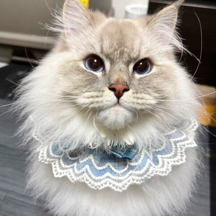 おしゃれな前かけを身につけたいれぶんくん