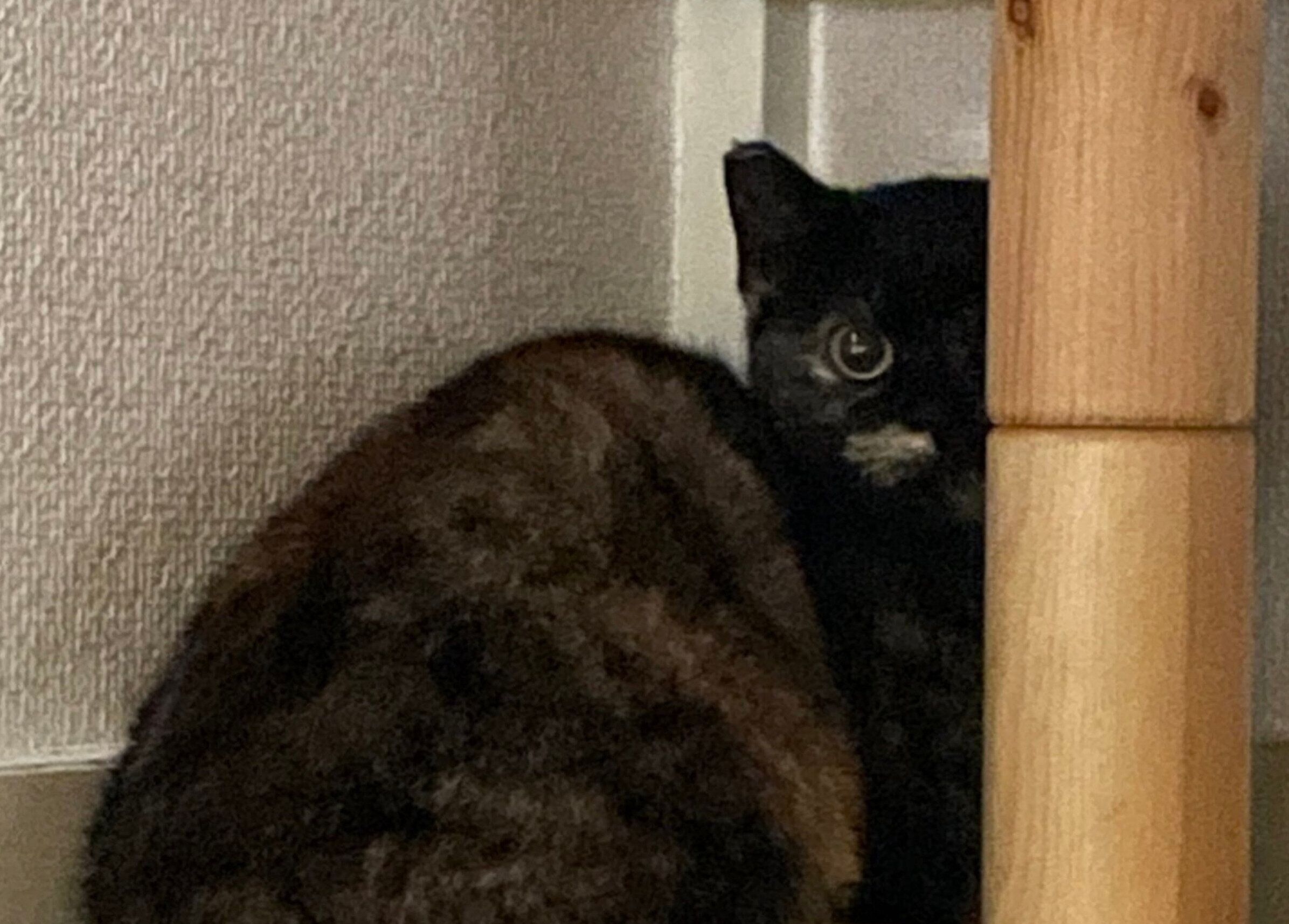 生後6カ月のがんもちゃん