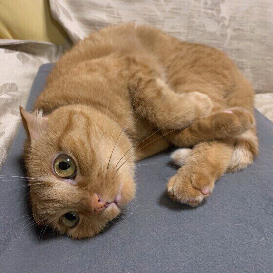 くつろぐスコティッシュフォールド