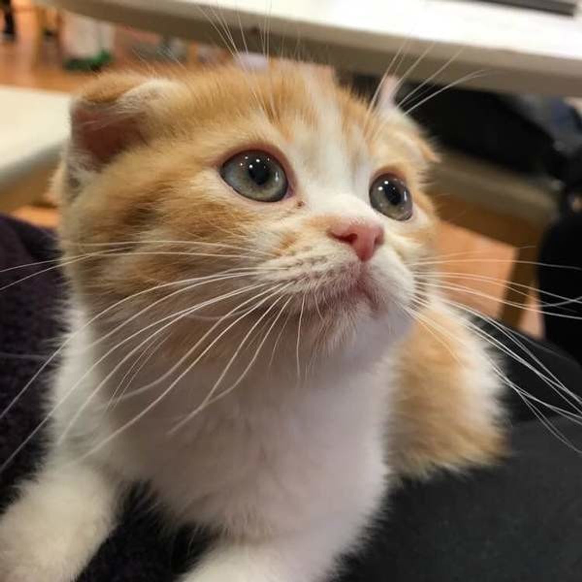 獣医師監修 子猫の 目やに は病気のサイン 症状別に解説 ねこのきもちweb Magazine 獣医師監修 子猫の 目やに は病気のサイン 症状別に解説 ねこのきもちweb Magazine