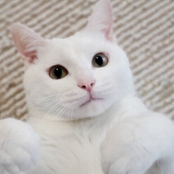 MIX白のシロくん