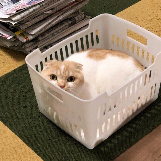 カゴの中に入るスコティッシュフォールド