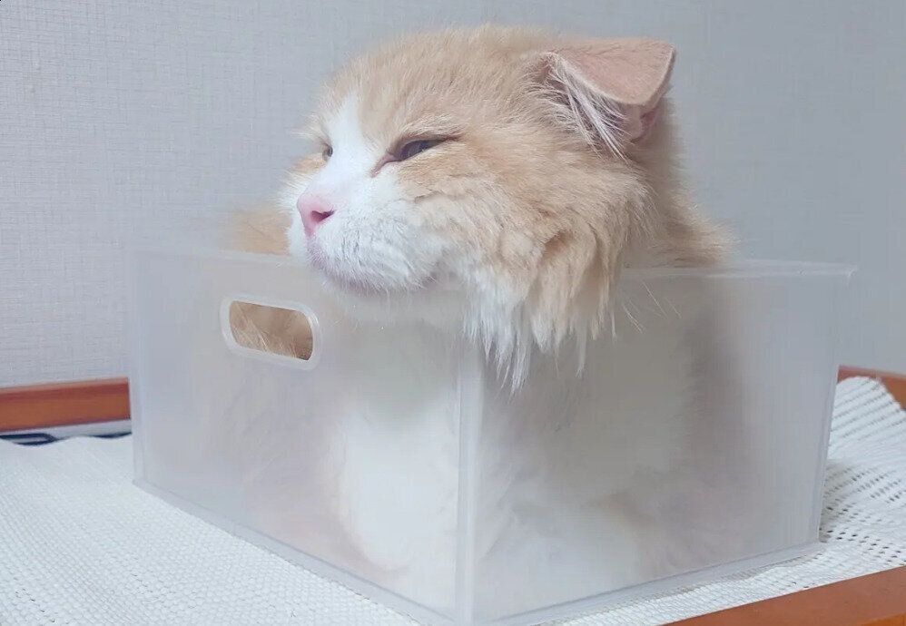容器に入ってくつろぐラガマフィン