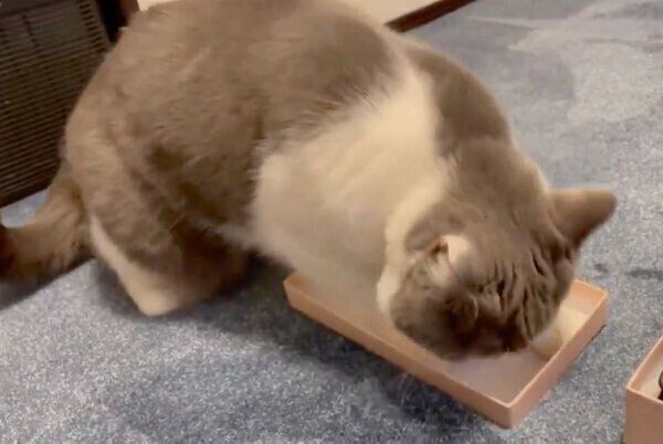 箱に入ろうと頑張るソアラちゃん