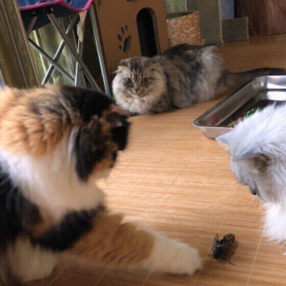 スコティッシュフォールド・ロングヘアのたまちゃん