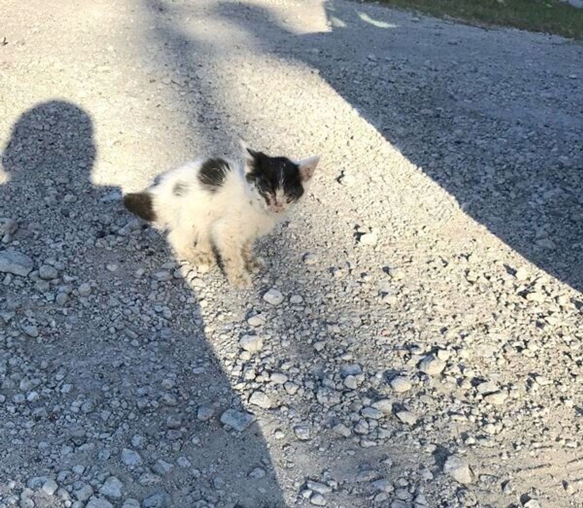 1匹で歩いていたボロボロの子猫 一時は失明の恐れも 偶然が重なった奇跡の保護 元気に成長した1年半後の姿 ねこのきもちweb Magazine 1匹で歩いていたボロボロの子猫 一時は失明の恐れも 偶然が重なった奇跡の保護 元気に成長した1年半後の姿 ねこのきもちweb Magazine