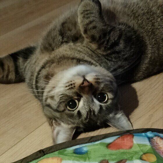 はる  MIXキジトラ寝転がると