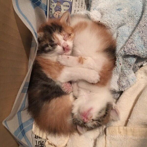 飼い主さんに保護されたクッキーちゃんとクラッカーちゃん