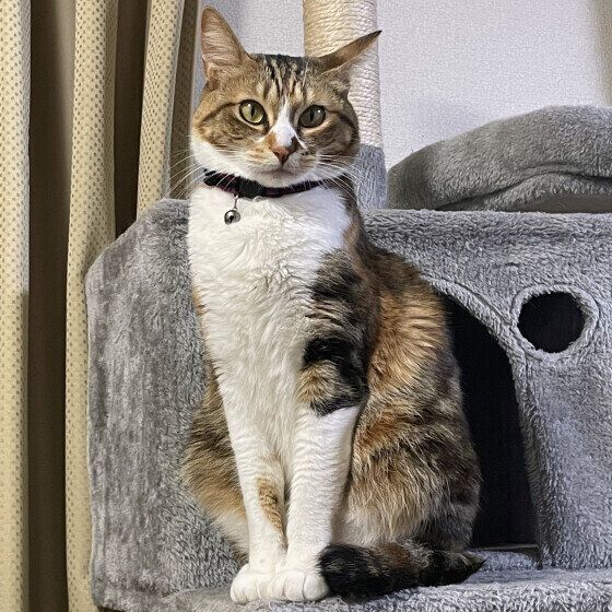 MIXのテスタロッサちゃん