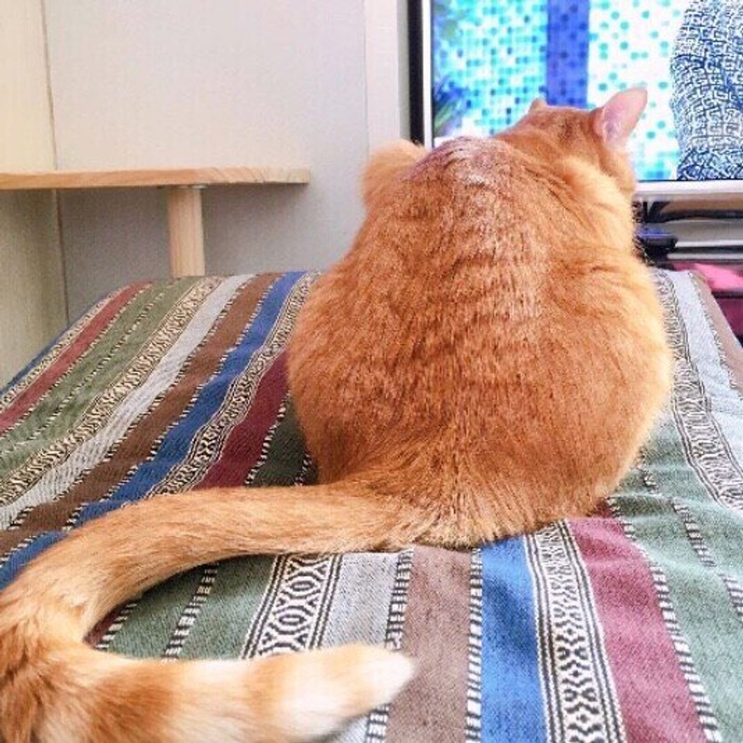 獣医師監修 猫のしっぽにはこんなに種類が 動きでわかる猫の感情も解説 ねこのきもちweb Magazine 獣医師監修 猫のしっぽにはこんなに種類が 動きでわかる猫の感情も解説 ねこのきもちweb Magazine