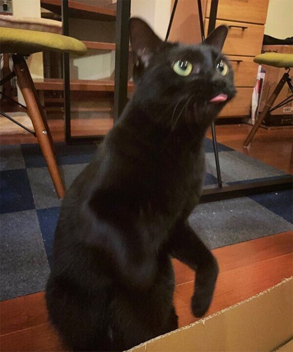 ベロが出てしまうアビーちゃん