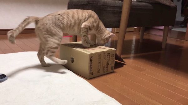 箱争奪戦を繰り広げるネコ