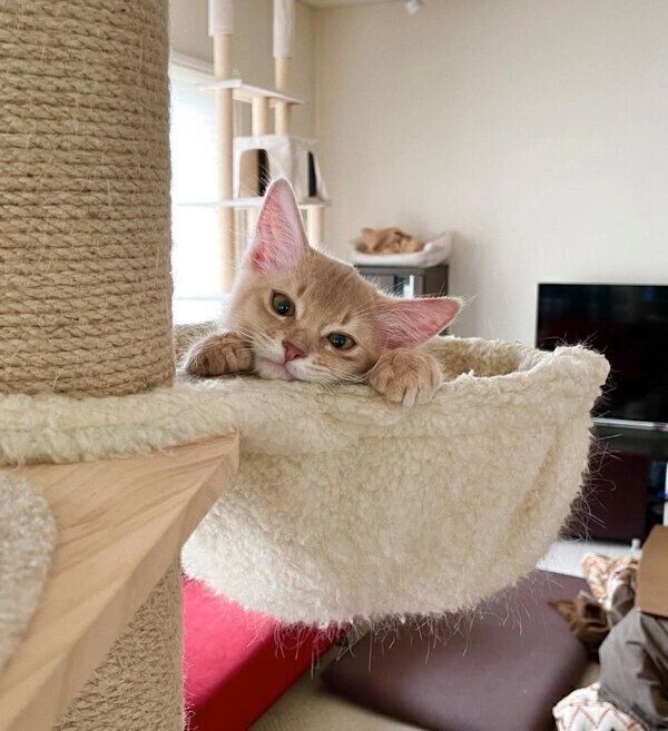 見つめるテクくん