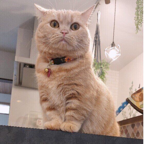 見つめるマンチカン