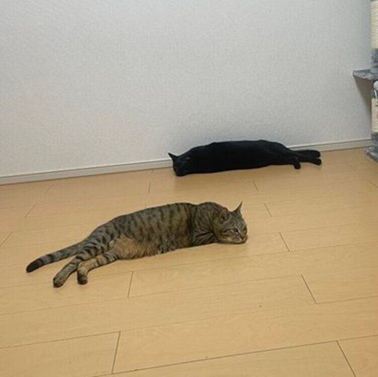 床の上で眠るどんちゃん（写真奥）と葉月ちゃん（写真手前）