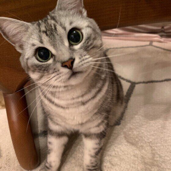 アメリカンショートヘアの小鉄ちゃん