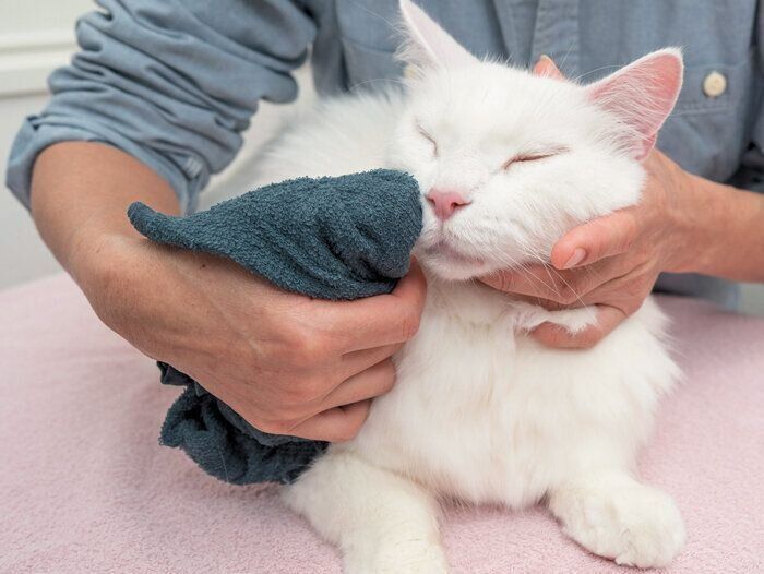 鼻のケアをされる猫