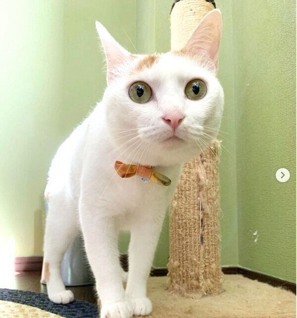 見つめるサニちゃん