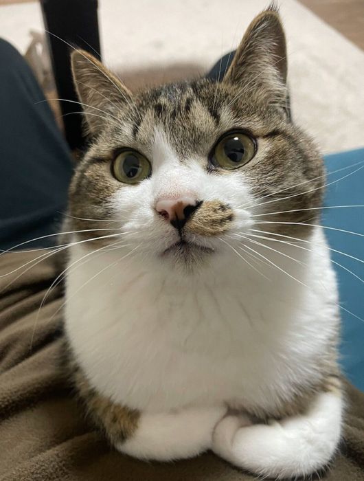 飼い主さんのお腹の上でくつろぐちいまくん
