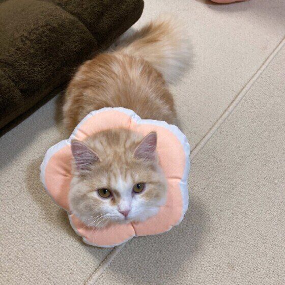 マンチカンの女の子