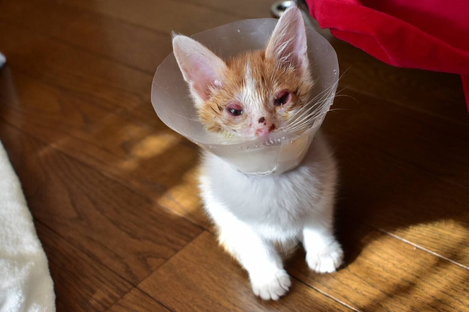 2日間動物病院に入院し、退院後に撮影されたという1枚