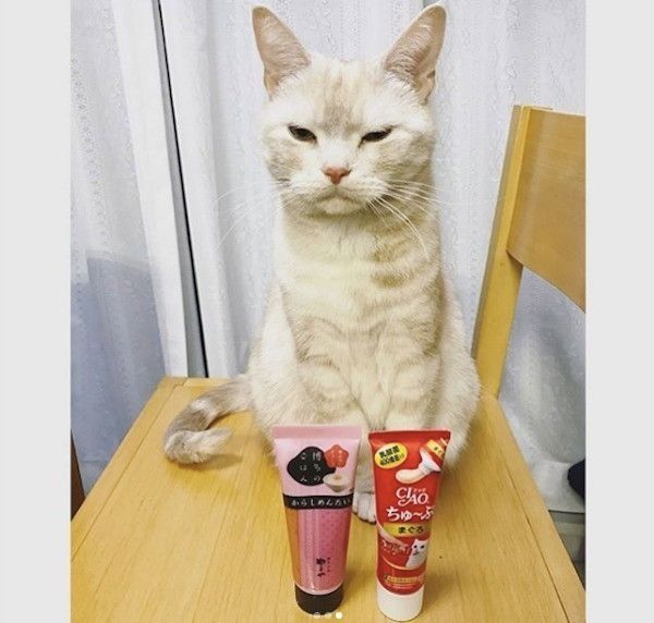 ちゅ〜る好きなニャンコ