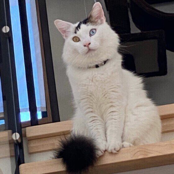 ターキッシュ・バンの令王ちゃん