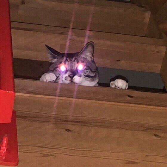 つくしちゃん（MIX　キジトラ）